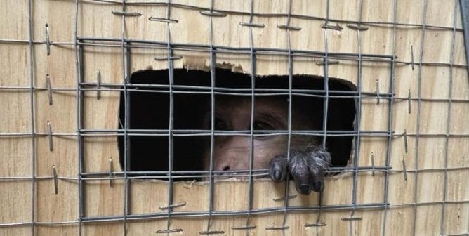 A monkey peering out of a crate