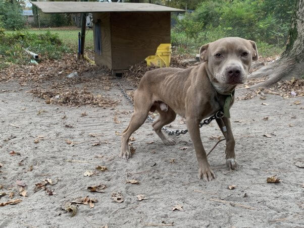 dog chained outside