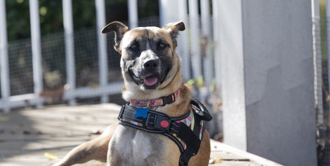Abigail outside in a harness