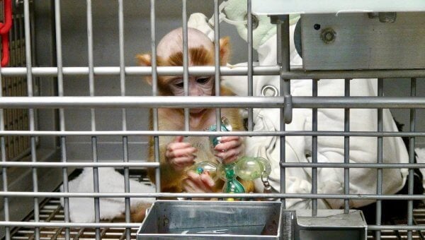Baby monkey holding cage bars