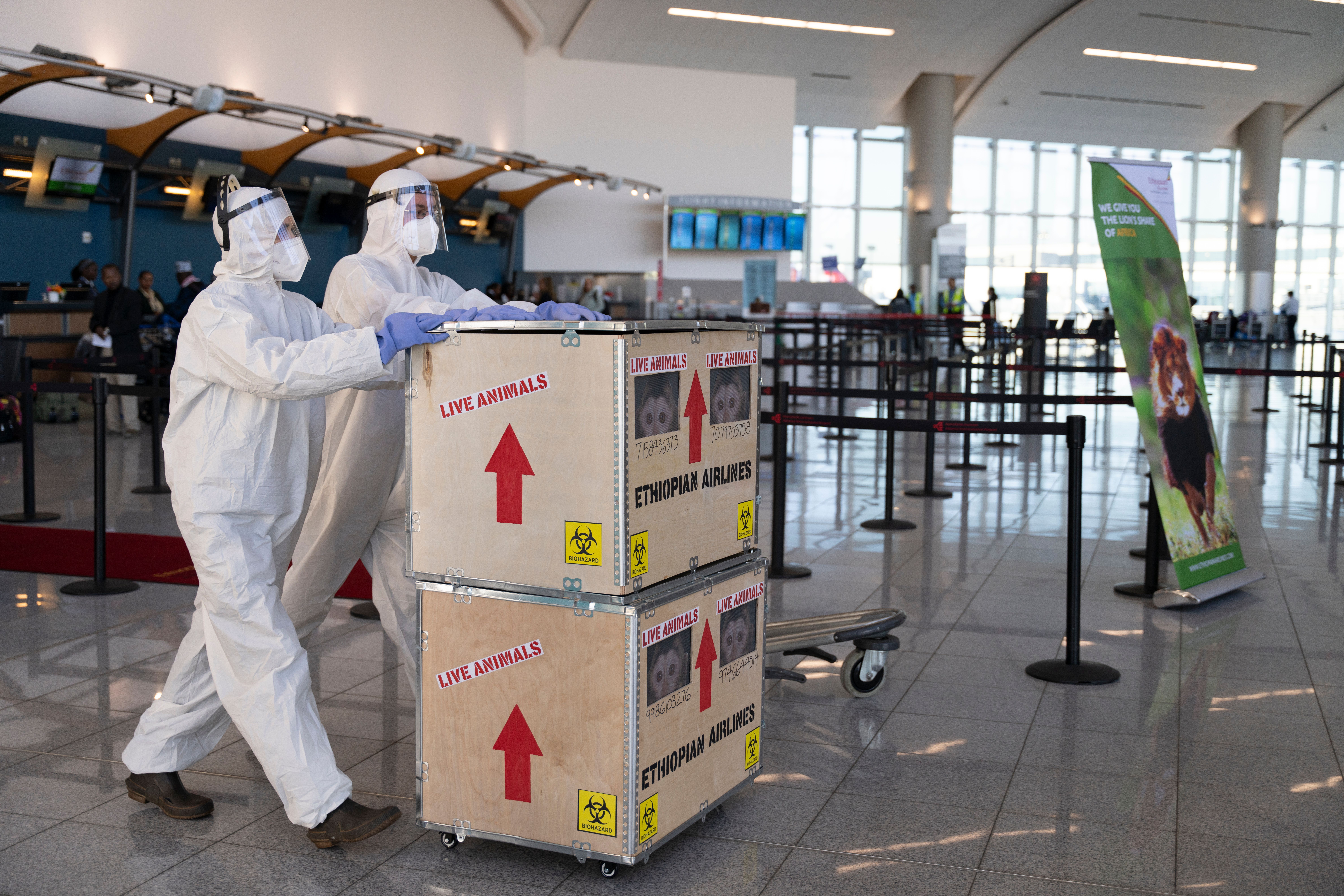 "monkey transporters" bring "caged" monkeys through an airport terminal