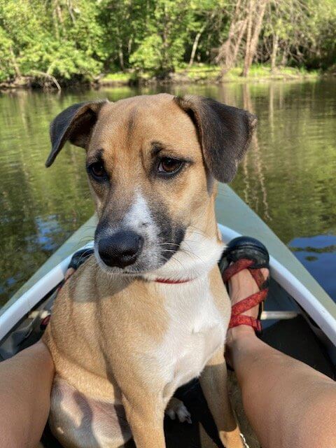 Brown dog in a canoe