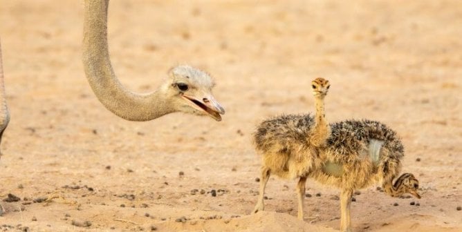 An ostrich craning their neck down to two tawny chicks