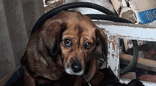 GIF of chained dog among clutter