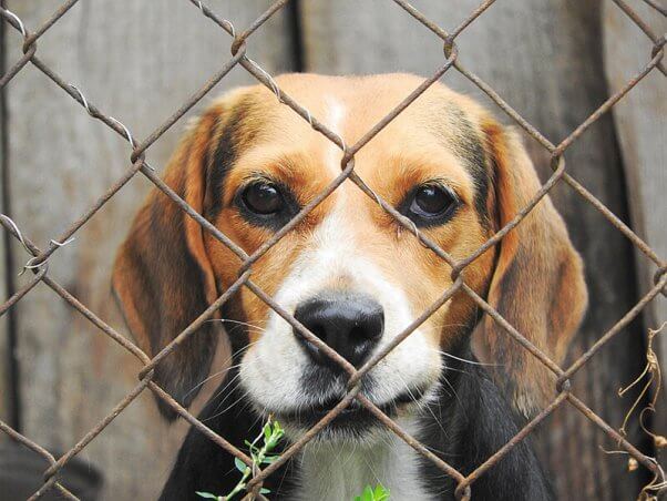 Closeup of imprisoned beagle