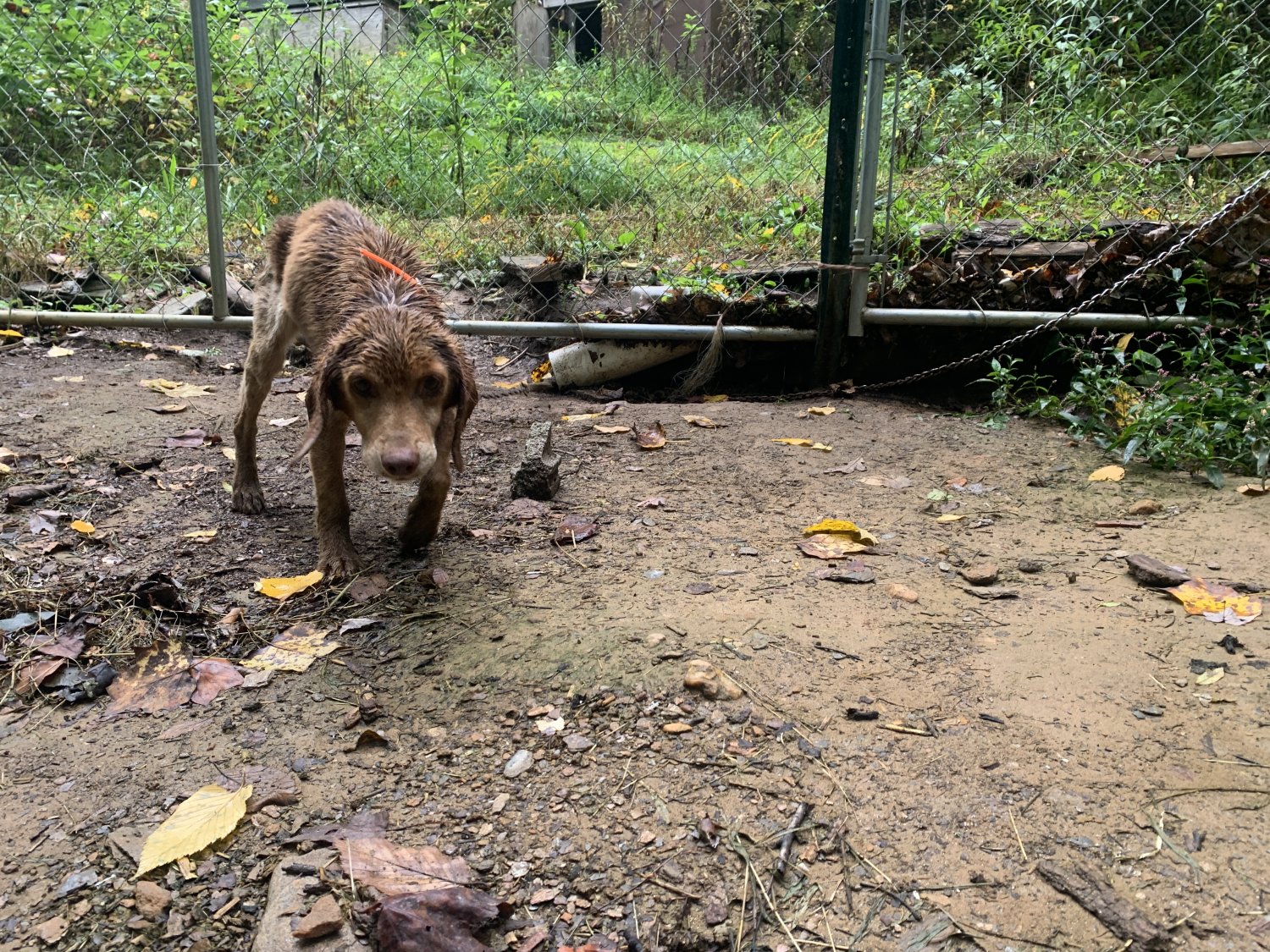 Peta Rescues 10+ Animals PETA Rescued in 2024: Where Are They Now? | PETA