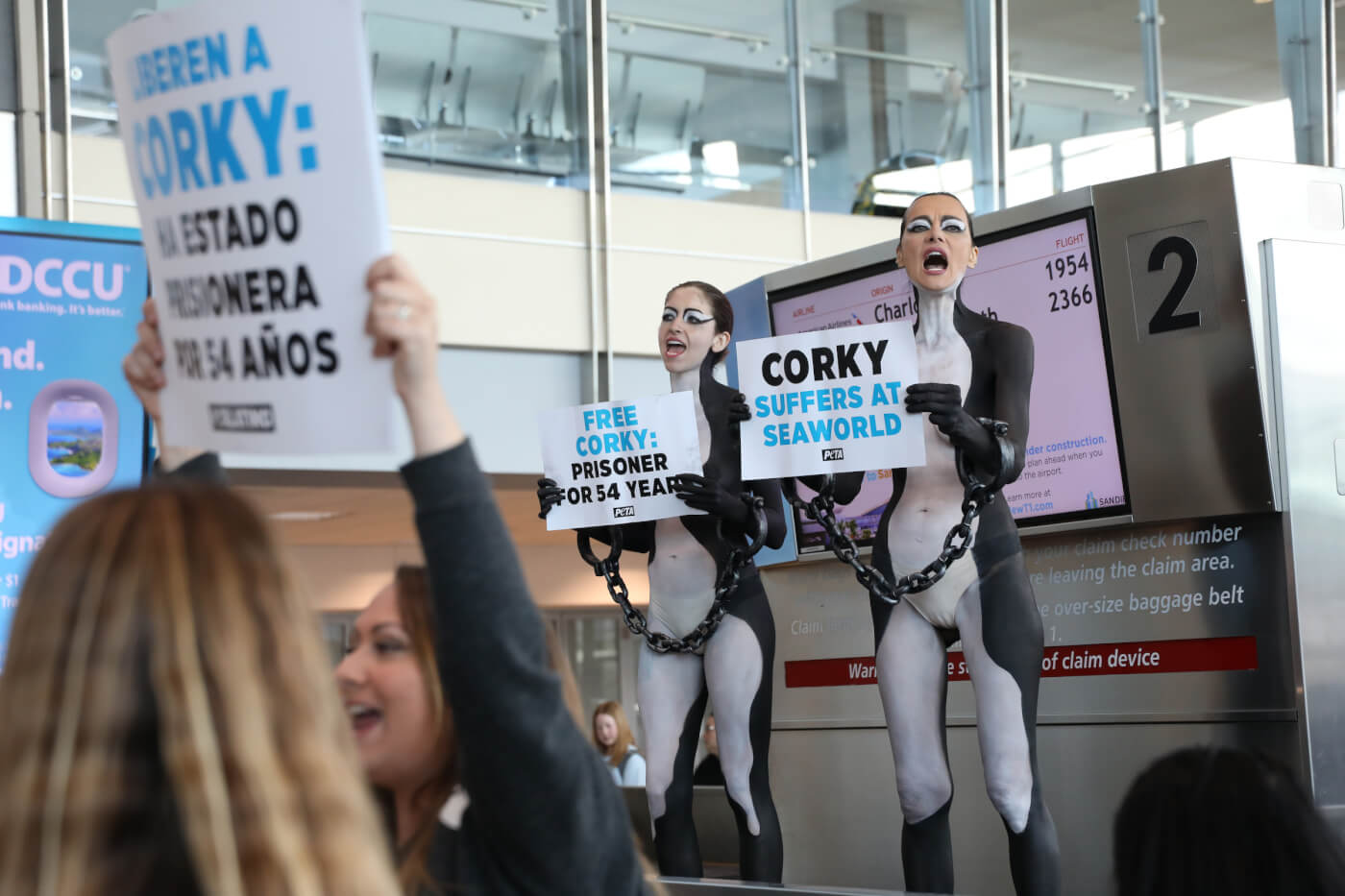 body painted "orcas" in shackles protest seaworld