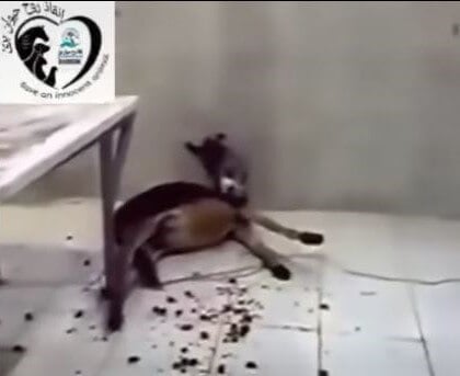 Shocking footage shows a young donkey being barbarically electrocuted by a worker at Cairo University’s Faculty of Veterinary Medicine.