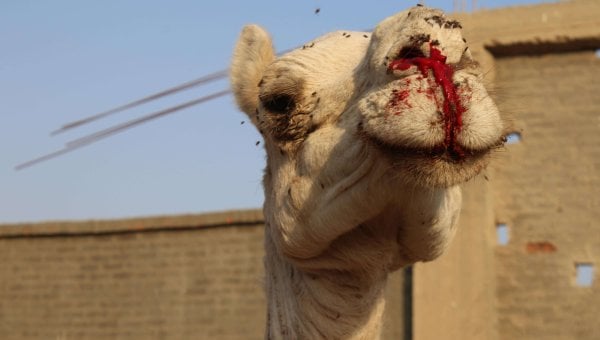 Camel with bleeding nose