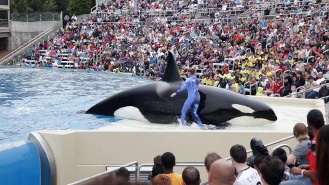 Peta Rundown PETA Relay Run to Bring Symbolic Bolt Cutters from L.A. to SeaWorld’s ...
