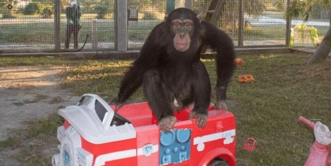 Limbani the chimpanzee playing on a toy firetruck at sanctuary save the chimps