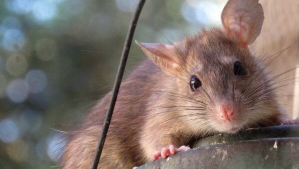A brown rat looking at the viewer