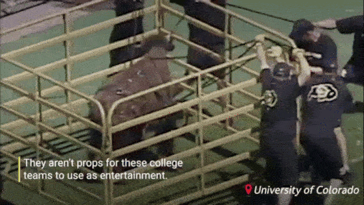 Image of tiger in cage at LSU