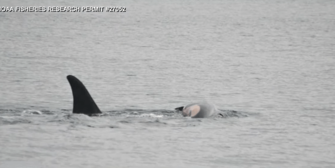 grieving mother orca carries the body of her dead calf in the ocean