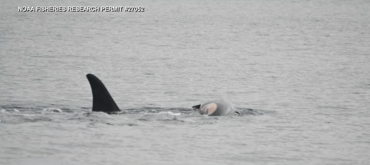 What a Mother Orca’s Grieving Ritual Tells Us About Corky the Orca | PETA