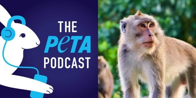PETA podcast logo and photo of macaque in nature