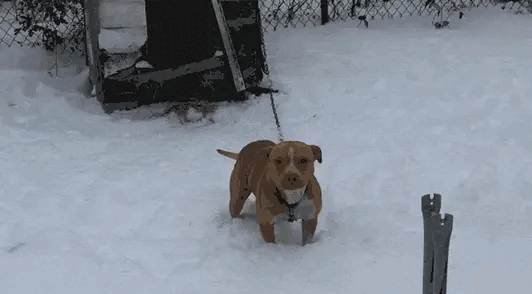 gif of chained dog wagging tail while standing in deep snow