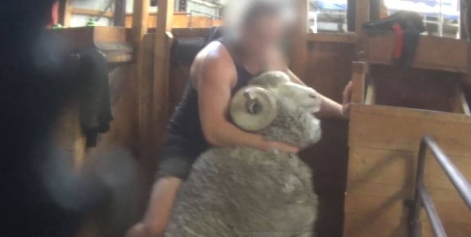 A man violently picking up a ram