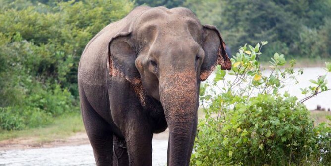 An Asian Elephant standing in front of greenery