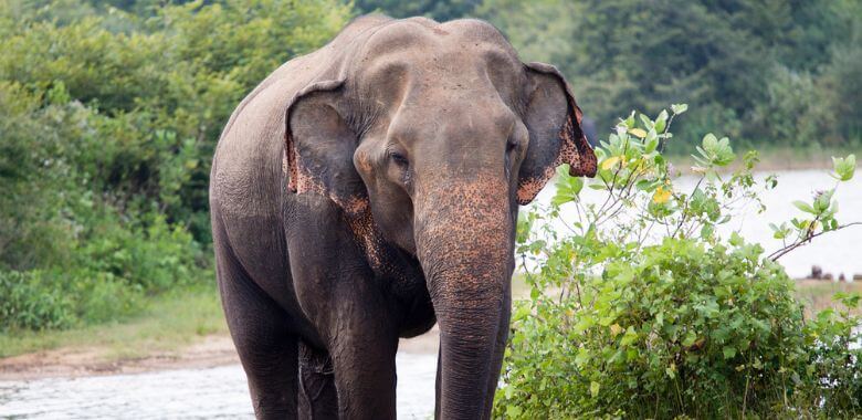 Big Win for Elephants: Jordan World Circus Drops Elephant Acts After Relentless PETA Pressure