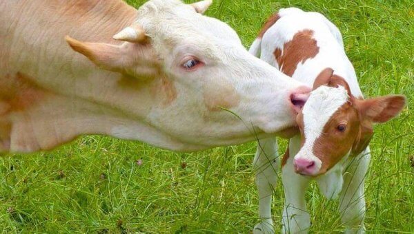 Mother cow with her baby