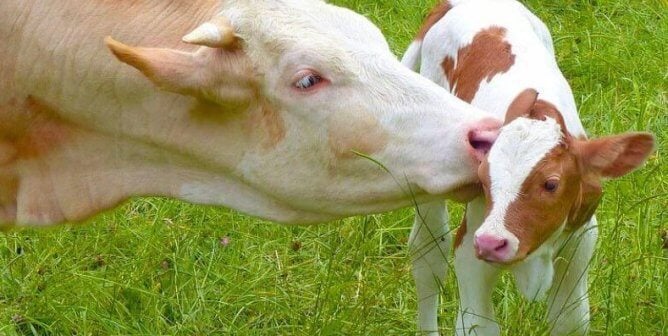 Mother cow with her baby