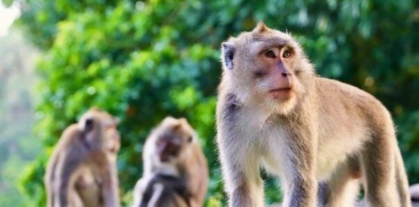 Long-tailed macaques in group