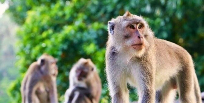 Long-tailed macaques in group