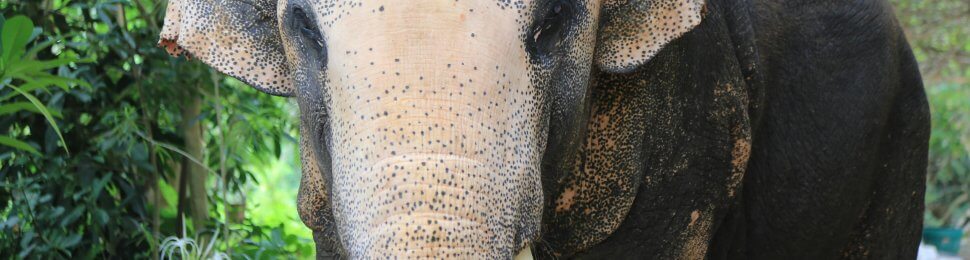 asian elephant in thailand