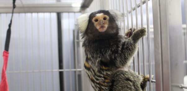 A marmoset clinging to cage bars