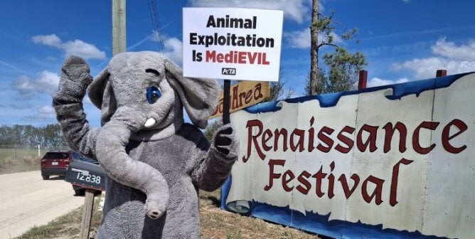 A person in an elephant mascot costume holds a sign in front of a Renaissance Festival