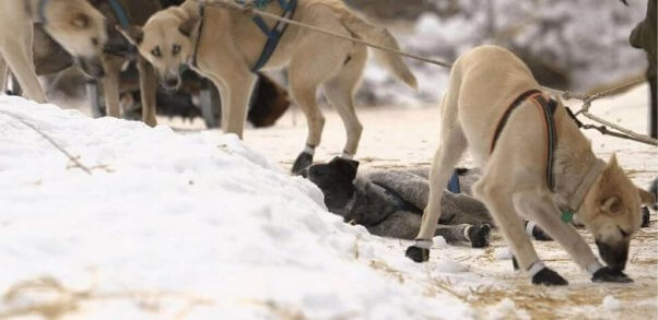 Tan dogs with wrapped paws tied in a line