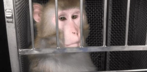 Beamish looking out from his cage