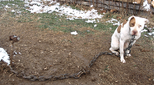 gif of a cold dog in the snow with a broken heart emoji