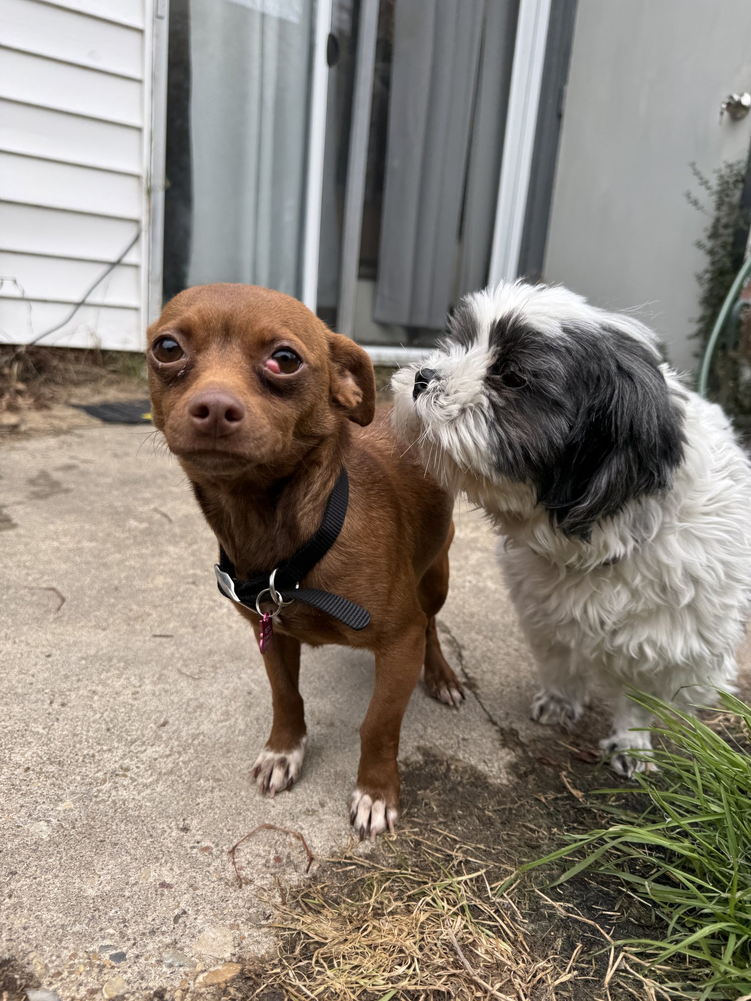 Fall ‘Crazy in Love’ With This OnceChained Chihuahua PETA