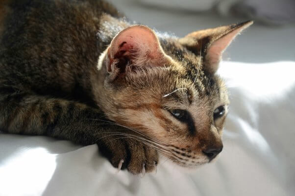 Cat resting on a bed