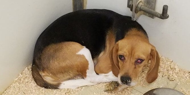 A curled up beagle with crossed, irritated eyes. They are resting on a hard floor covered in sawdust