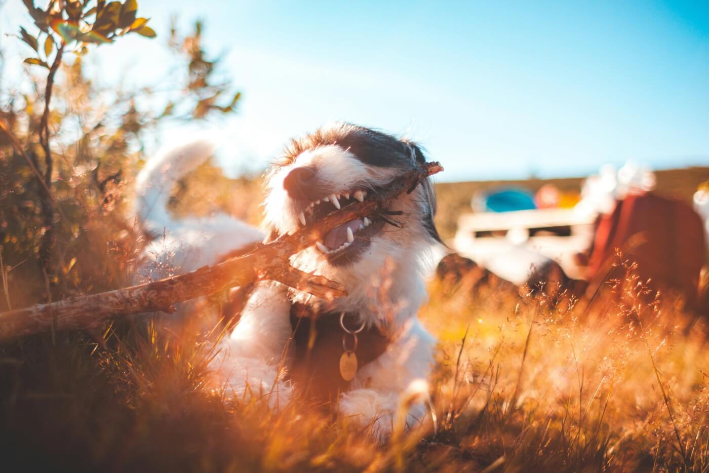 Vet Tech Guide on How to Keep Dog’s Teeth Clean and Healthy