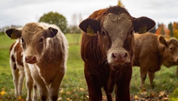 Two cows looking at the camera