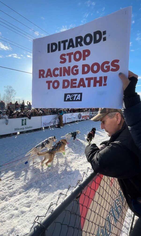 iditarod 2025 peta demo