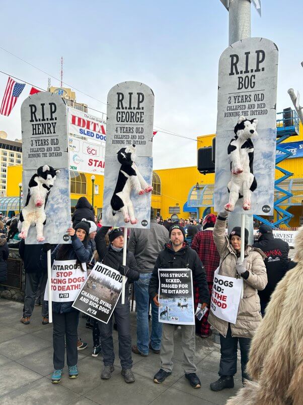 iditarod 2025 demo