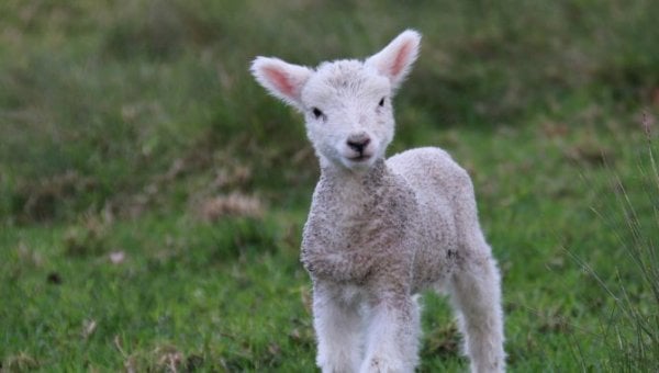 A lamb looking at the camera