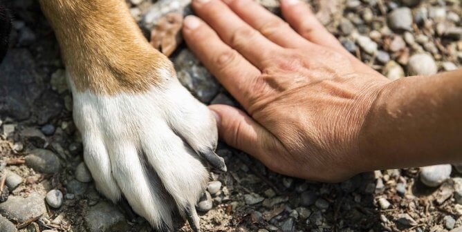 A dog and a human putting their hand and paw side by side