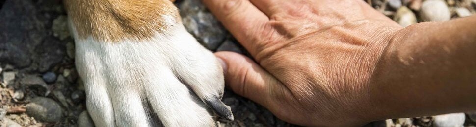 A dog and a human putting their hand and paw side by side