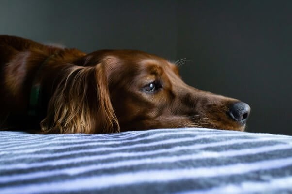 A brown dog on a bed