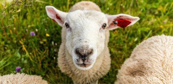 Sheep looking at the camera