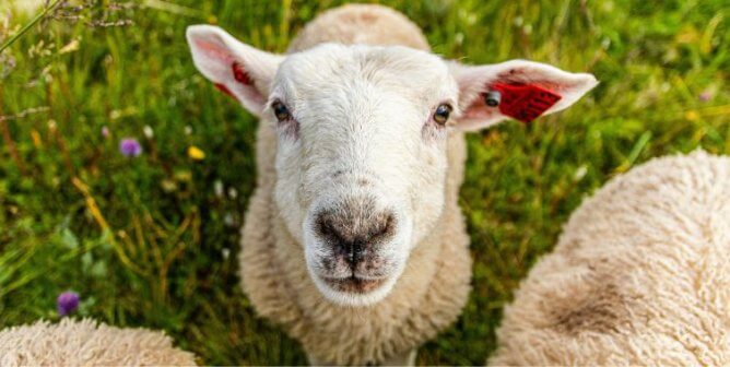 Sheep looking at the camera