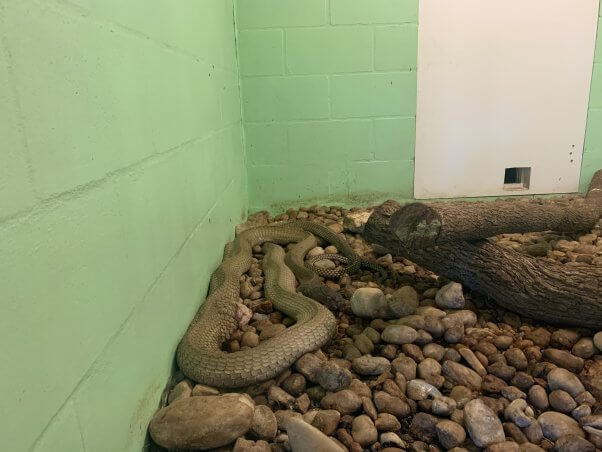 snake with tumor at roadside zoo tank