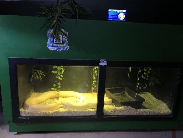 burmese python in cramped enclosure