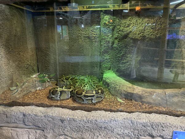 snake in glass tank at roadside zoo